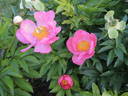 Constance Spry peony photo