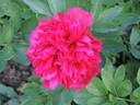 Diana Parks peony photo