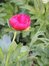 Diana Parks peony photo