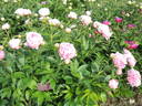 Docteur Alexander Fleming peony photo