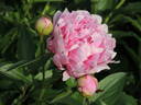 Docteur Alexander Fleming peony photo