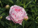 Docteur Alexander Fleming peony photo