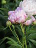 Docteur Alexander Fleming peony photo