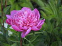 Edulis Superba peony photo