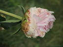 Clemenceau peony photo