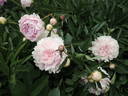 Clemenceau peony photo