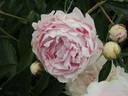 Clemenceau peony photo