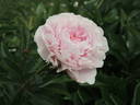Clemenceau peony photo