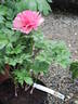 Hillary peony photo