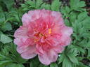 Hillary peony photo