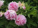 First Lady peony photo