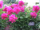 Inspecteur Lavergne peony photo