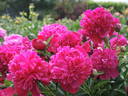 Inspecteur Lavergne peony photo