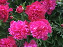 Inspecteur Lavergne peony photo