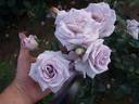 Amethyst rose photo