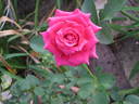 Allene Able rose photo