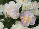Katryn Fonteyn peony photo