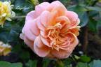 Daylight rose photo