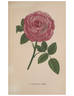 Marquise de Ligneris rose photo