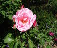 J. Otto Thilow rose photo