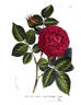 Général Washington rose photo