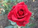 Always rose photo