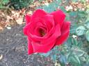 Always rose photo