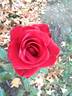 Always rose photo