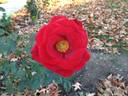 Always rose photo