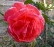 Ankori rose photo