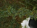 0-47-19DLFED X 1-72-1Hugonis rose photo