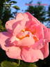 Abbotswood rose photo