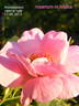 Abbotswood rose photo