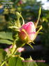 Abbotswood rose photo