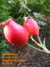 Abbotswood rose photo
