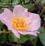 Lilac Charm rose photo