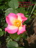Mrs. Robinson rose photo