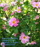Marguerite Hilling rose photo