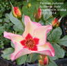 Persian Autumn rose photo