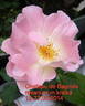 Château de Bagnols rose photo