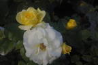 Golden Iceberg ™ rose photo
