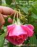 Morning Jewel rose photo