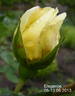 Elegance rose photo