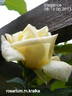 Elegance rose photo
