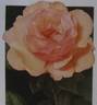 Buff King rose photo