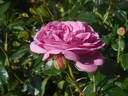 Blue Boy rose photo