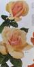 Hill Top rose photo
