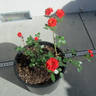 Coffee Bean ™ rose photo