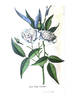 <i>Rosa anemoneflora</i> Fortune rose photo