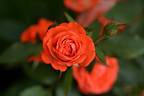Anne Cocker ® rose photo